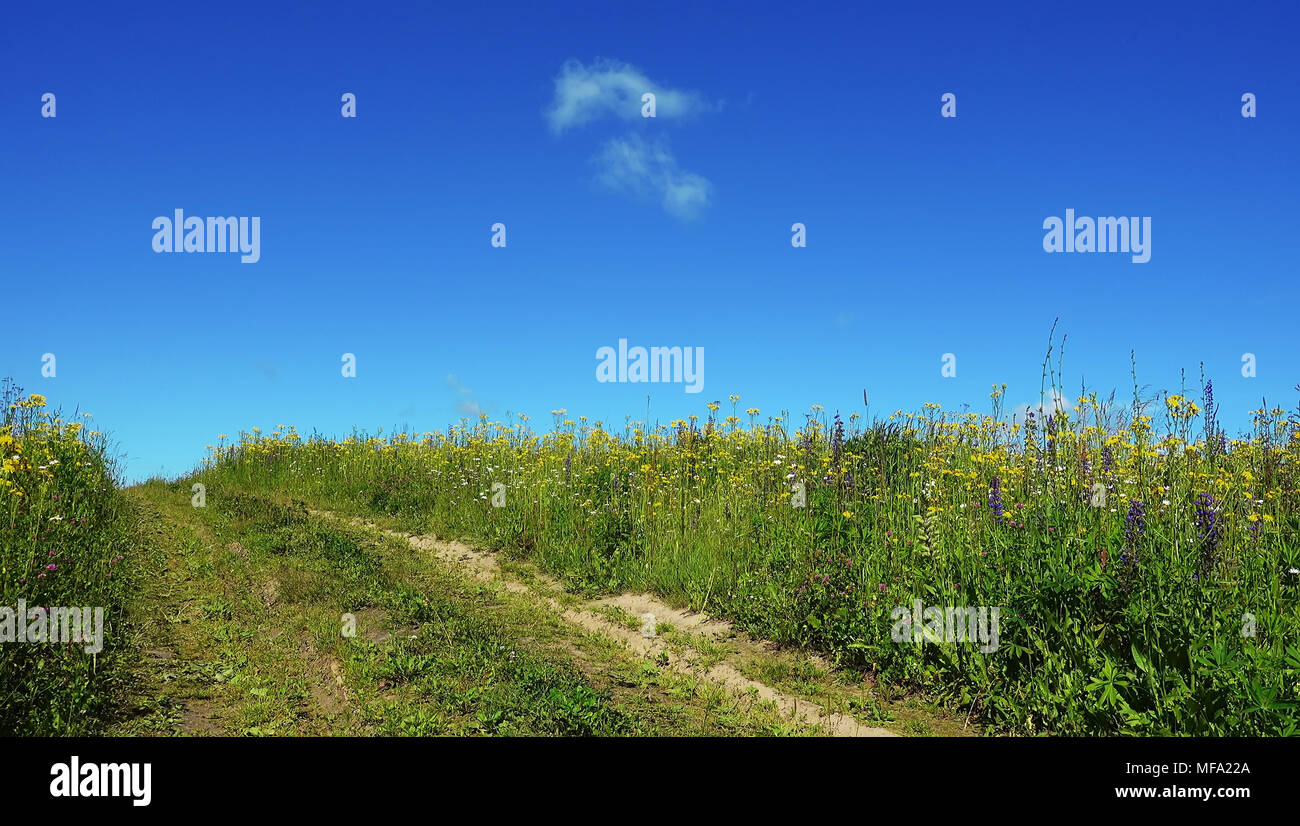 Strada di campagna nel campo estivo in un bel giorno. Foto Stock