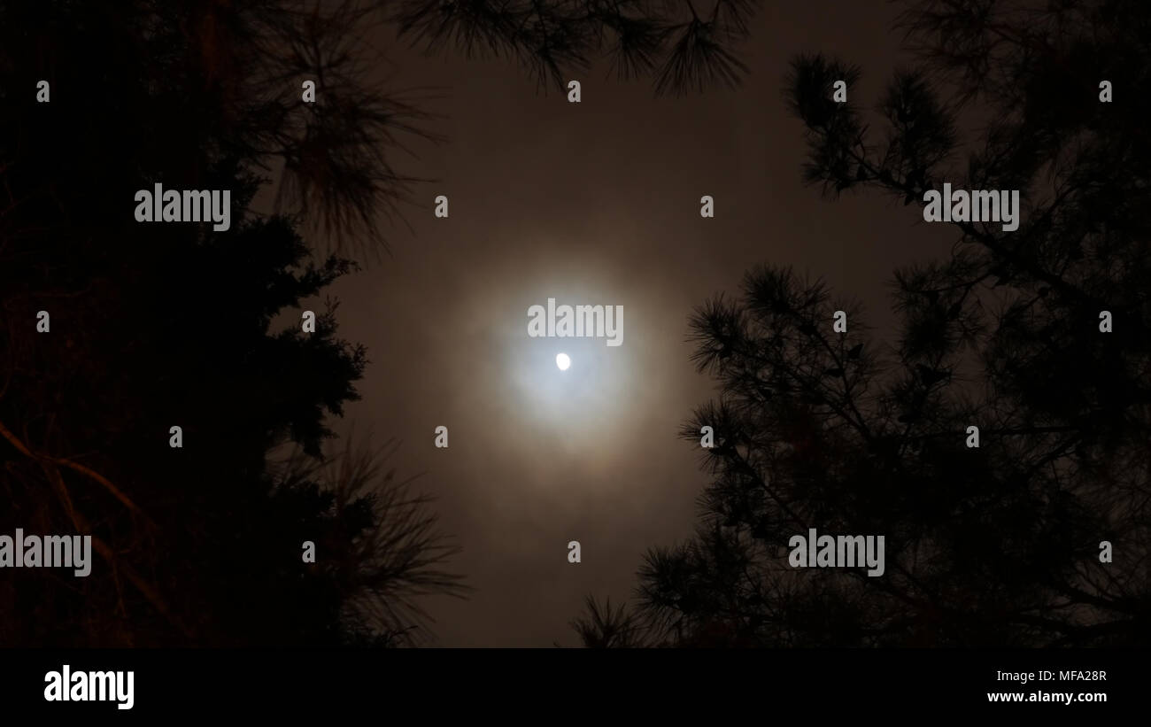 La foresta, la luna e il cielo di notte. Foto Stock