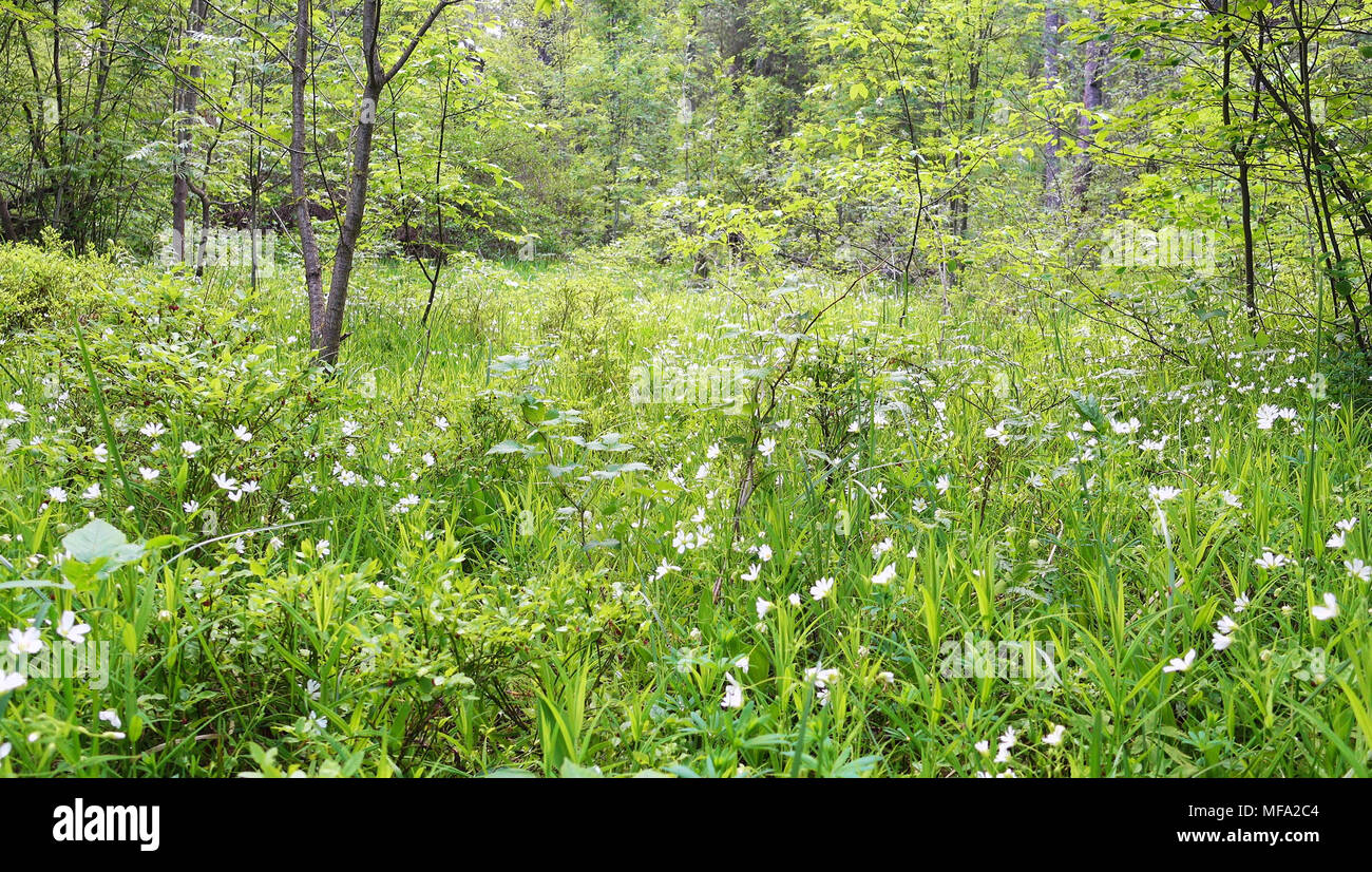 Fiori selvatici e di erba in una radura della foresta. Bella foresta glade su una giornata di primavera. Foto Stock