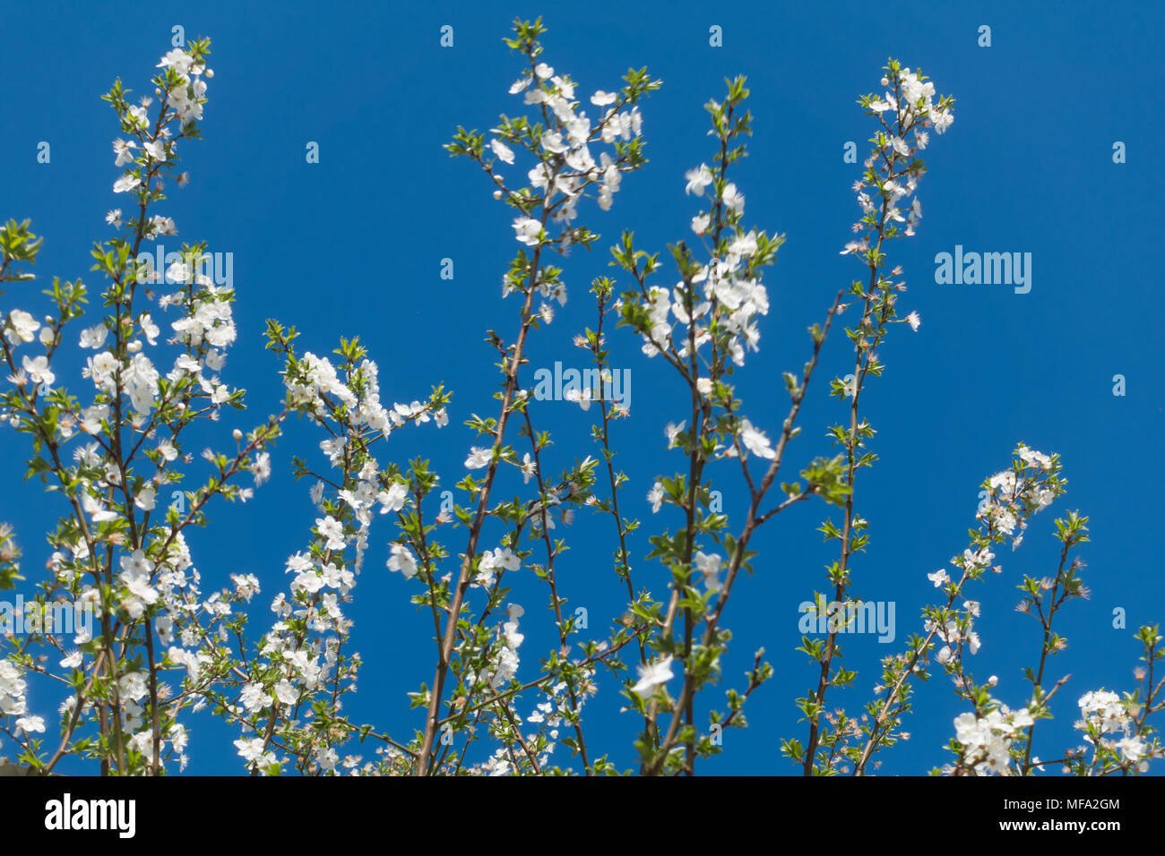 Splendida fioritura di susino e cielo blu. Fiori su un ramo. Foto Stock