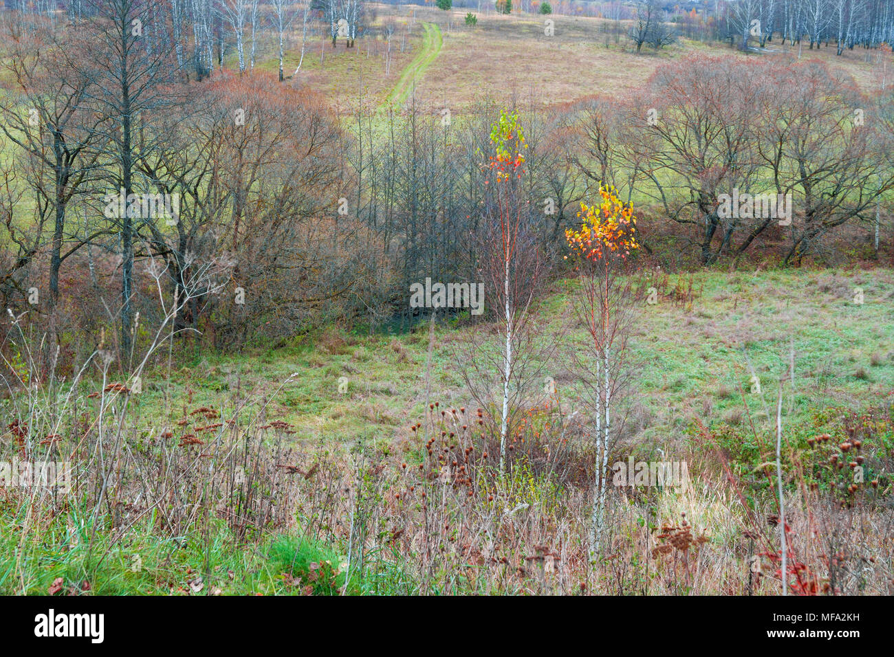 Splendido paesaggio in autunno. Gli alberi d'autunno senza foglie. Foto Stock