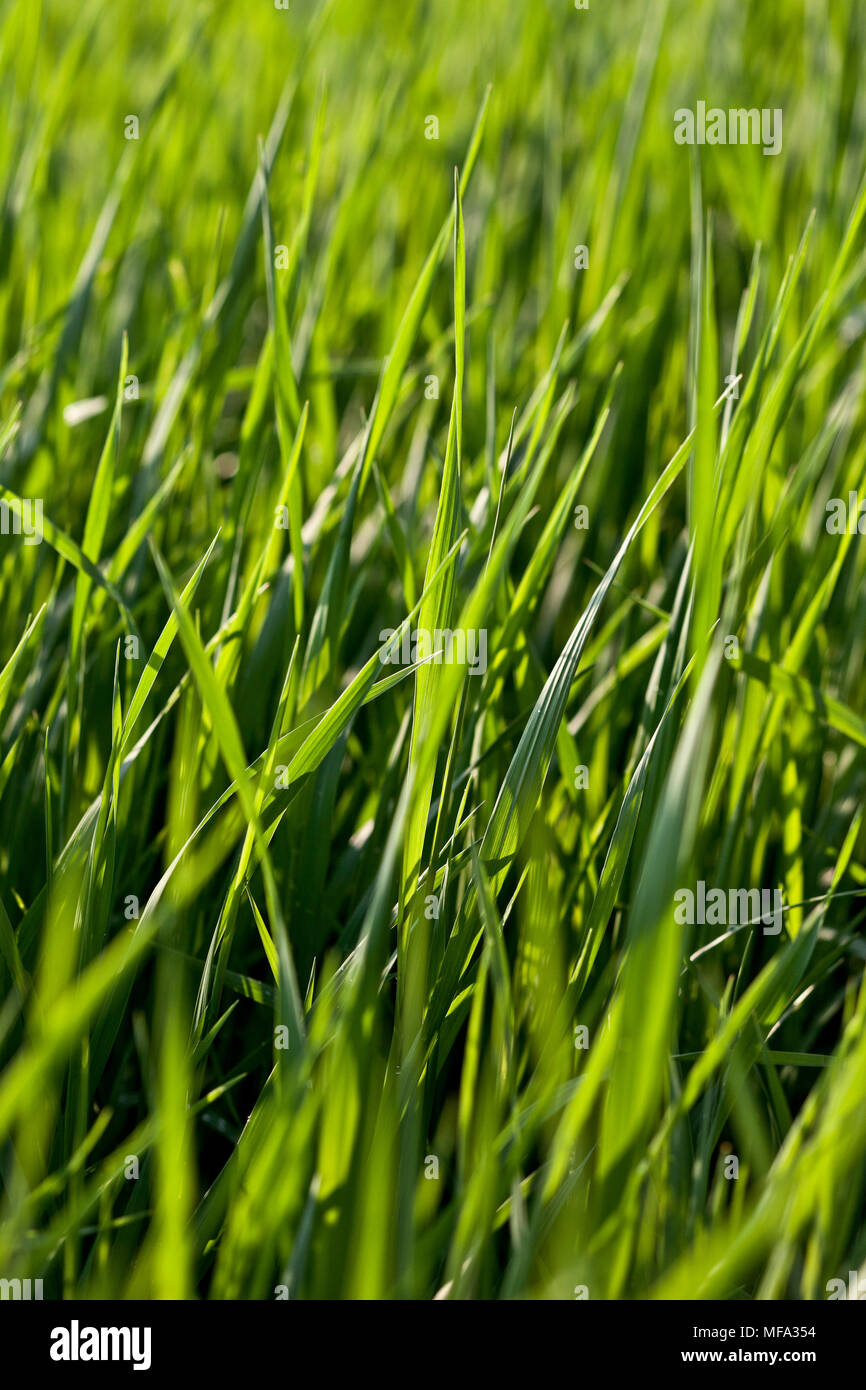 Close up di erba in un prato del Vermont in estate Foto Stock