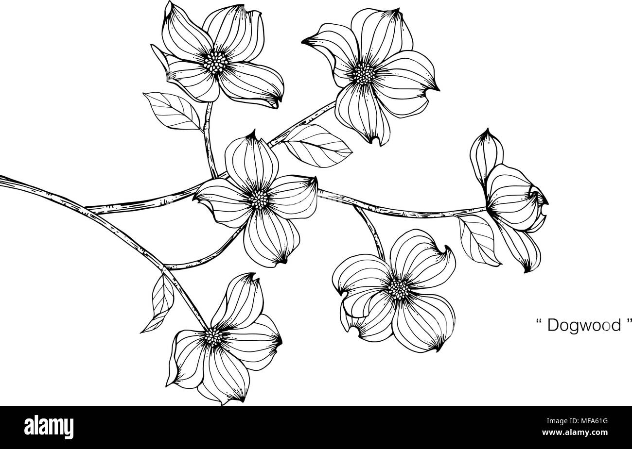 Corniolo sanguinello disegno fiore illustrazione. In bianco e nero con la linea arte su sfondi bianchi. Illustrazione Vettoriale