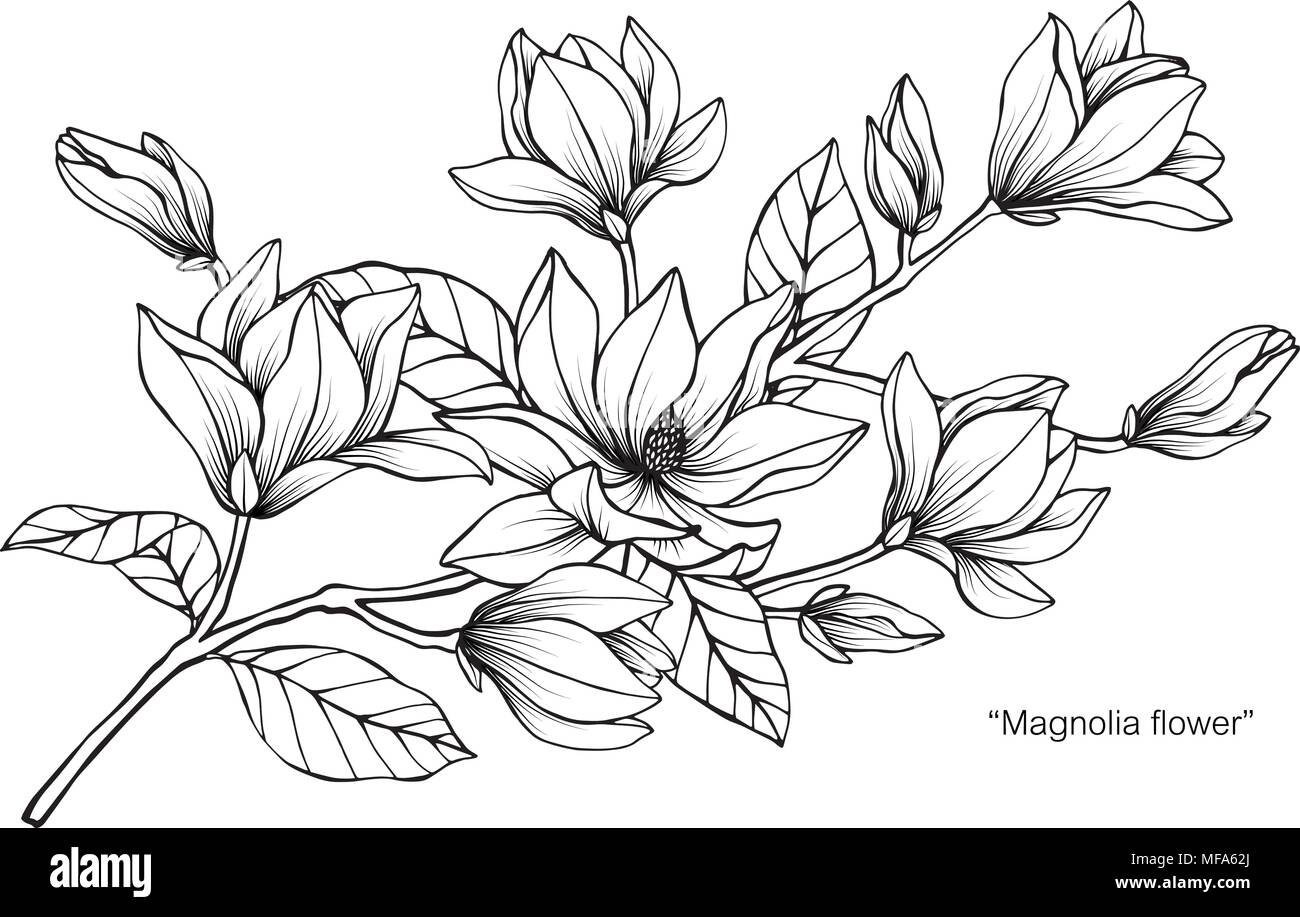 Fiore di Magnolia disegno illustrativo. In bianco e nero con la linea arte su sfondi bianchi. Illustrazione Vettoriale