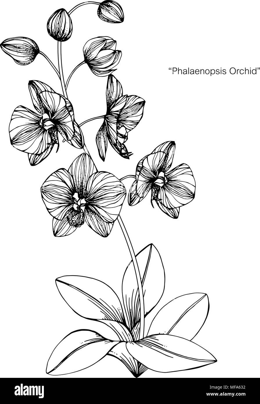 Fiori di orchidea disegno illustrativo. In bianco e nero con la linea arte su sfondi bianchi. Illustrazione Vettoriale