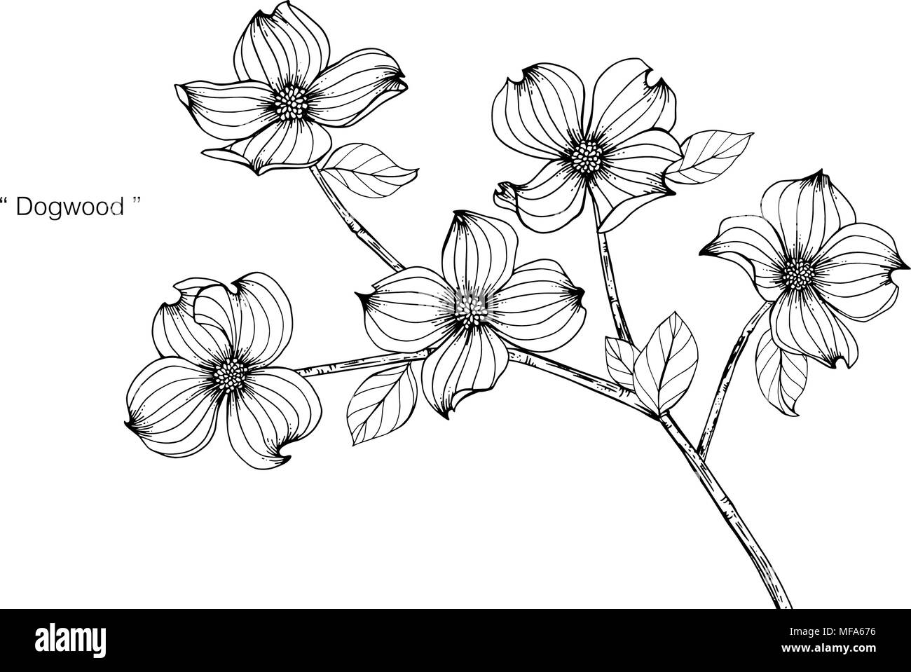 Corniolo sanguinello disegno fiore illustrazione. In bianco e nero con la linea arte su sfondi bianchi. Illustrazione Vettoriale