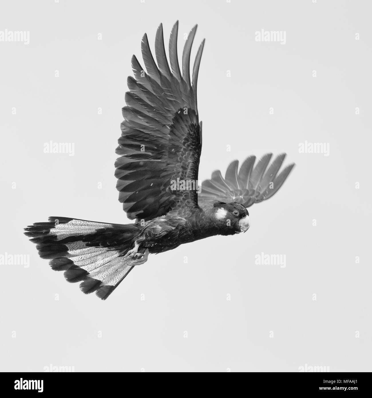 Giallo Nero codato cacatua isolato su un background e convertito in bianco e nero immagine monocromatica. Foto Stock