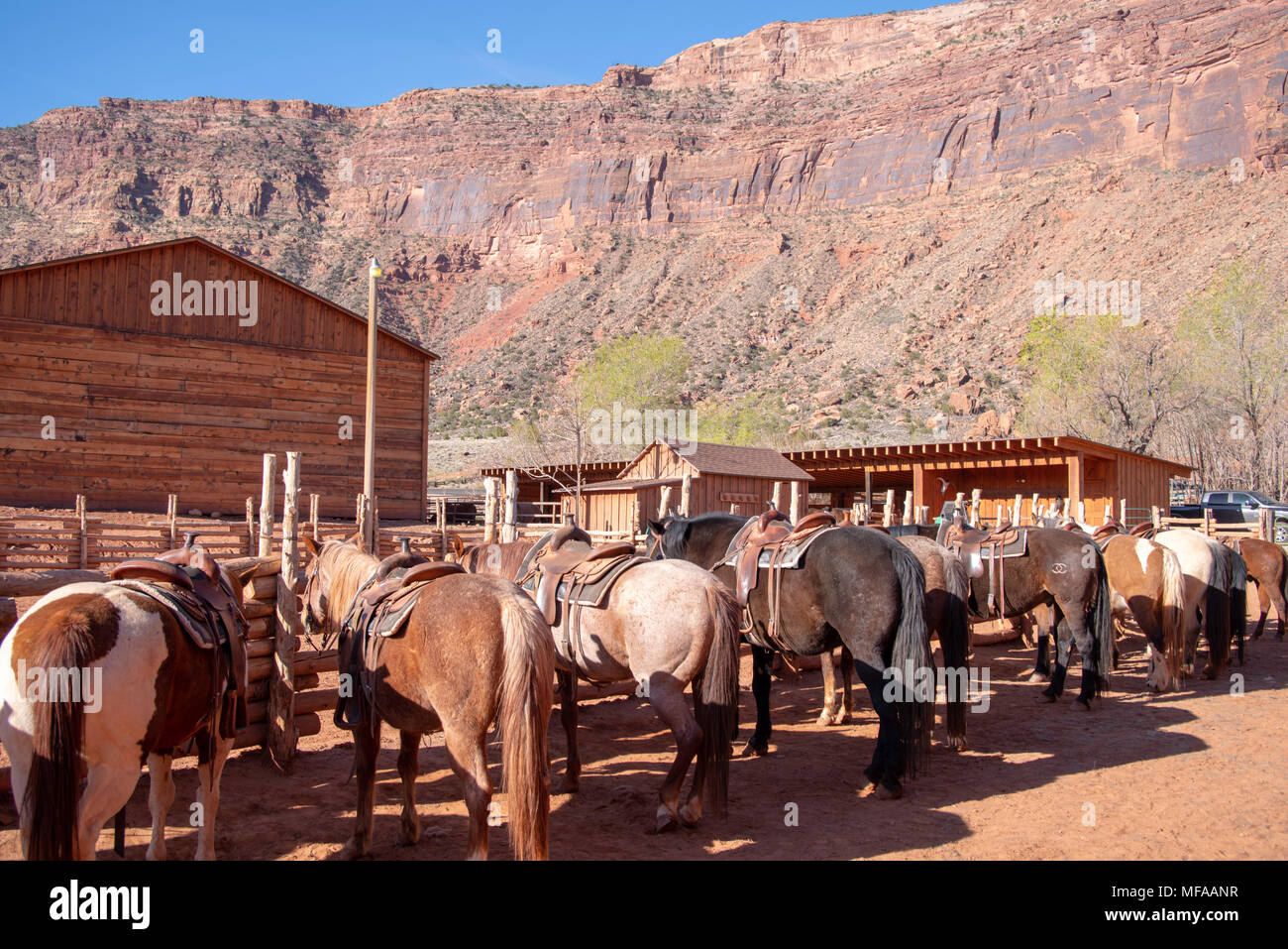 I cavalli in un recinto di attendere per un sentiero di marcia; Red cliffs Lodge, vicino a Moab, Utah, Stati Uniti d'America. Foto Stock