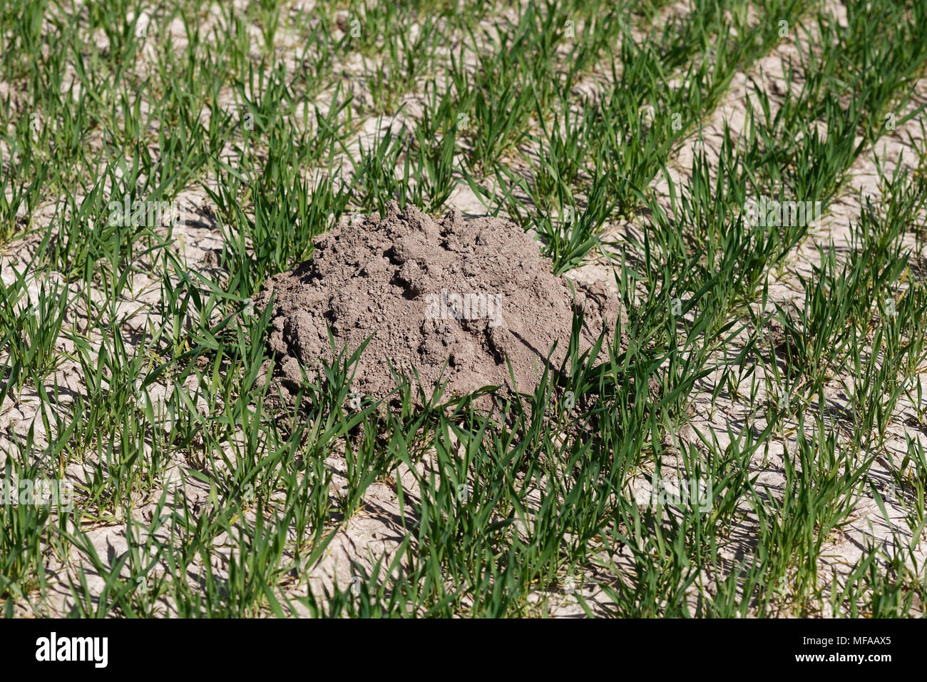 Mole-hill il danno fatto da mole nel campo di grano Foto Stock