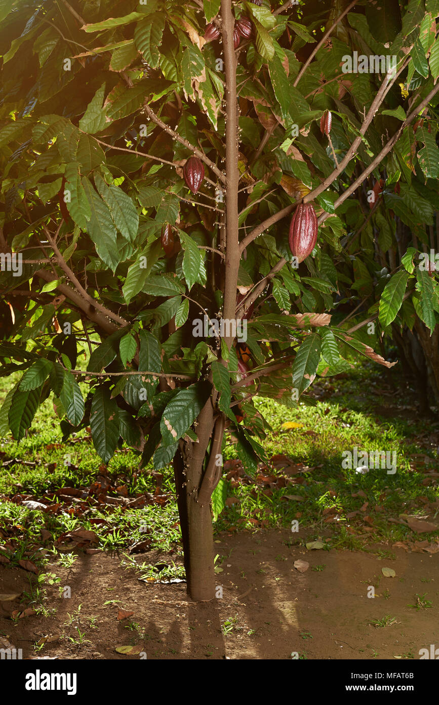 Impianto di cioccolato albero sulla luminosa giornata di sole in background Foto Stock