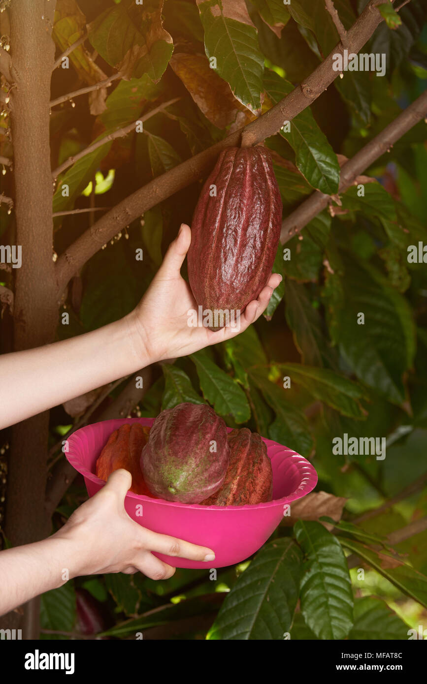 Raccogliendo materie cioccolato in cialde da albero sulla giornata di sole close-up Foto Stock