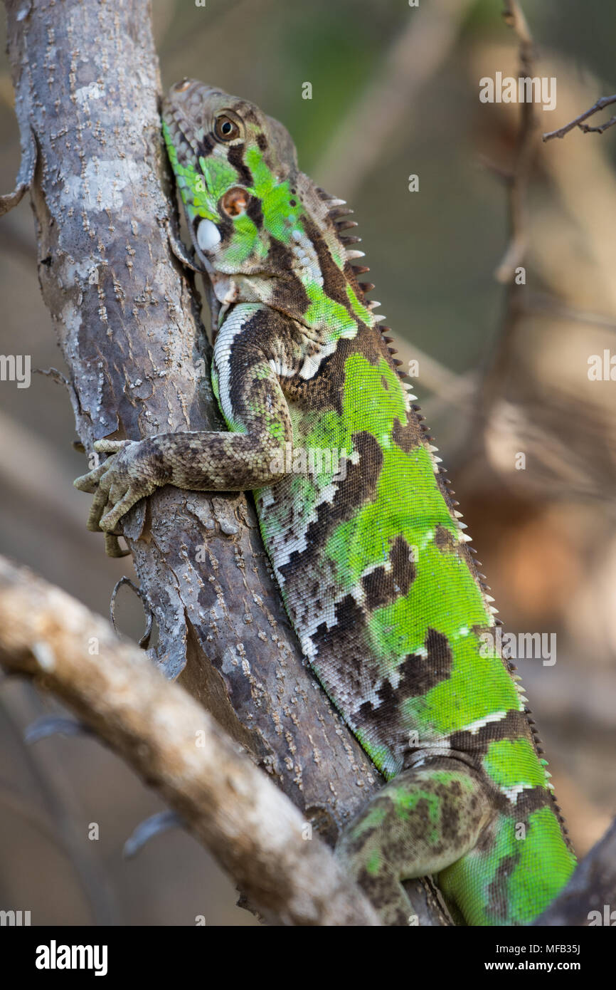 Un verde (Iguana Iguana iguana) su un ramo di albero mostra in verde brillante colore di pelle. La Colombia, Sud America. Foto Stock
