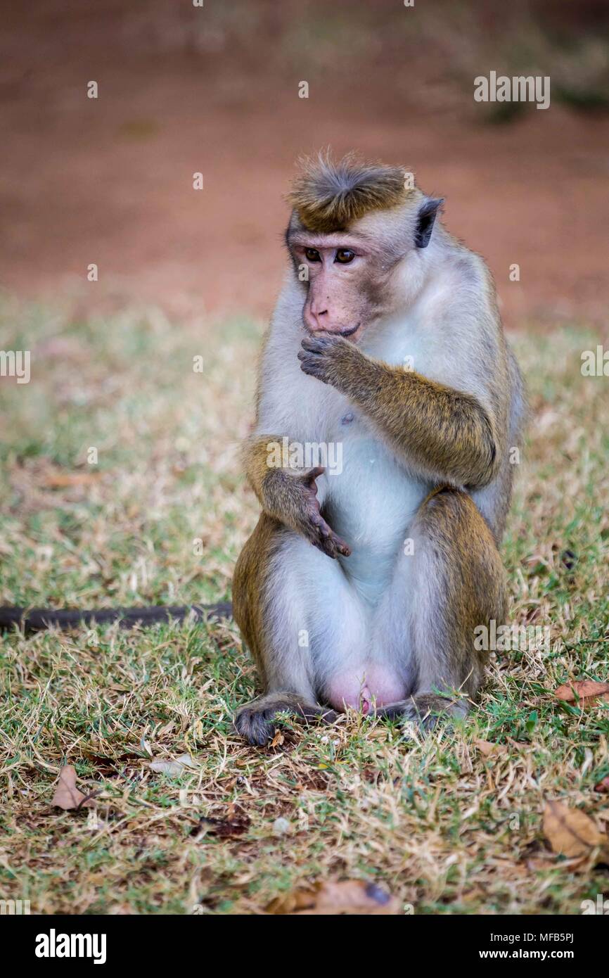 Toque macaque Sri Lanka Foto Stock