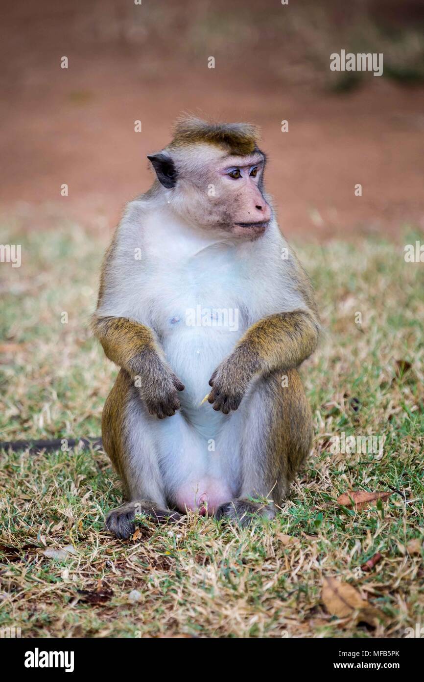 Toque macaque Sri Lanka Foto Stock