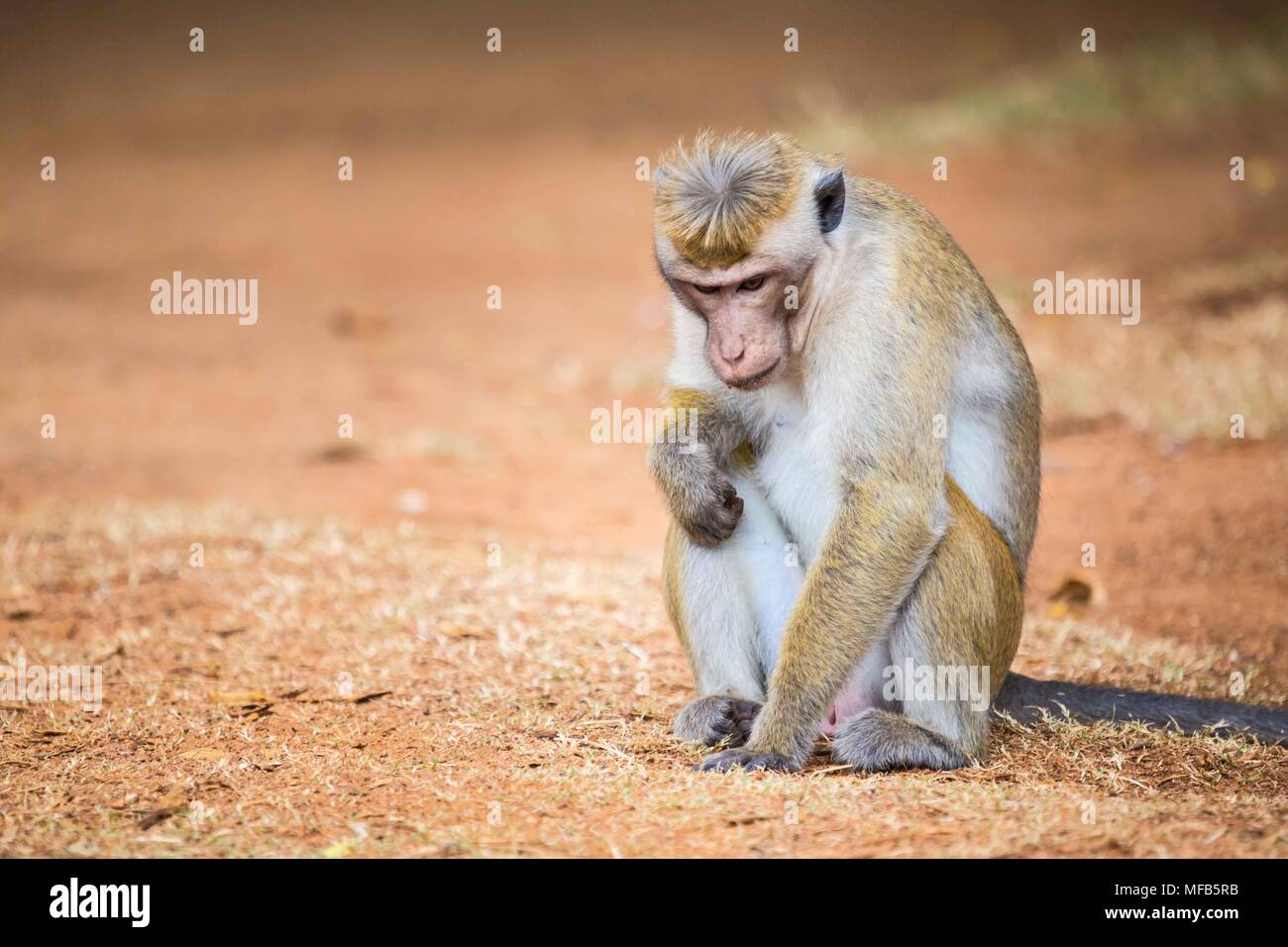 Toque macaque Sri Lanka Foto Stock