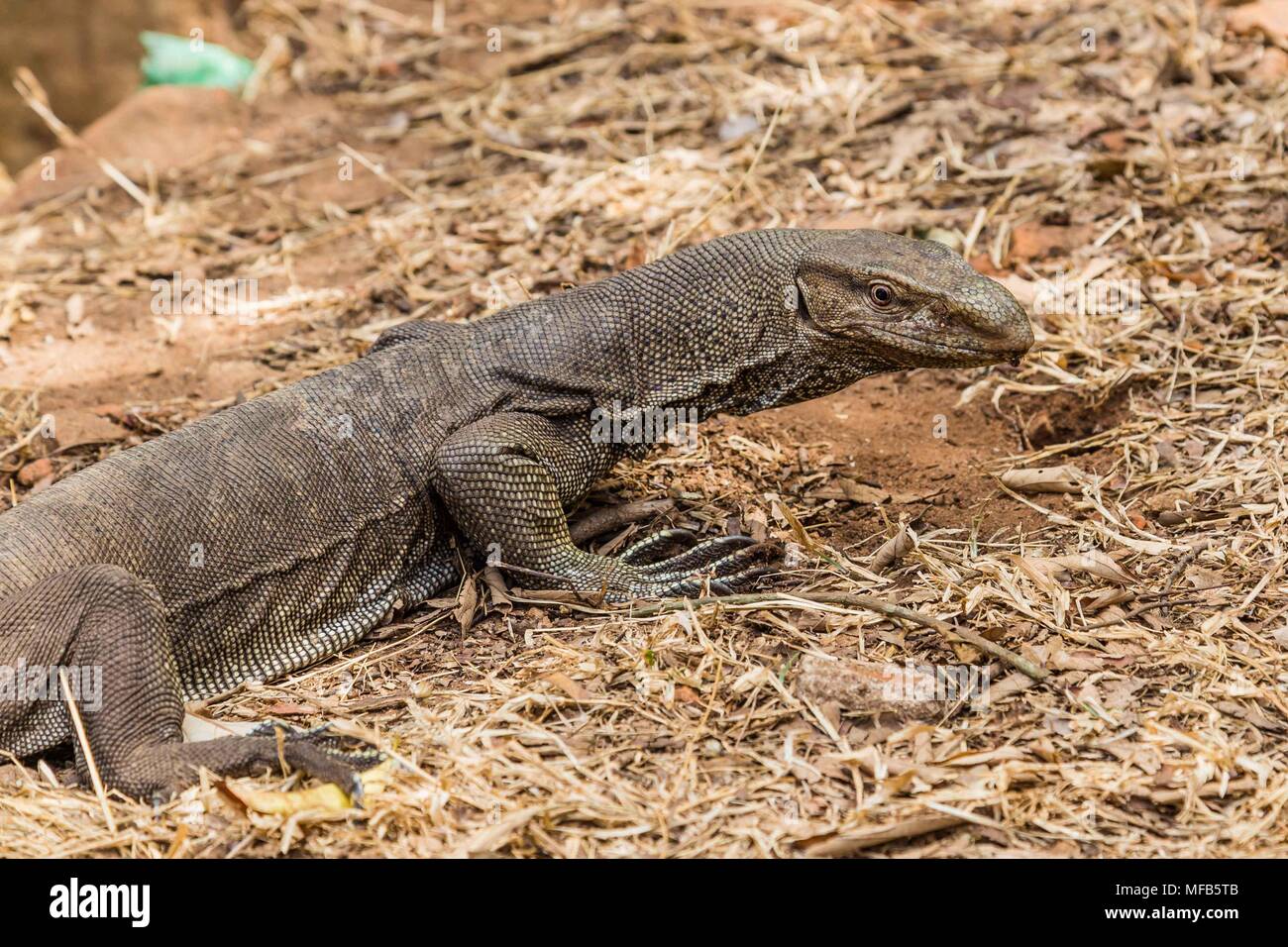 Monitor bengala Lizard in Sri Lanka Foto Stock