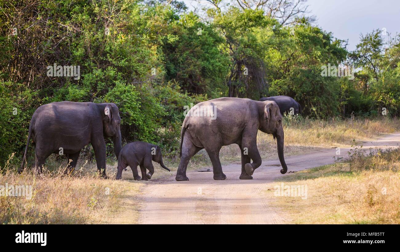 A piedi dello Sri Lanka famiglia Elefante Foto Stock