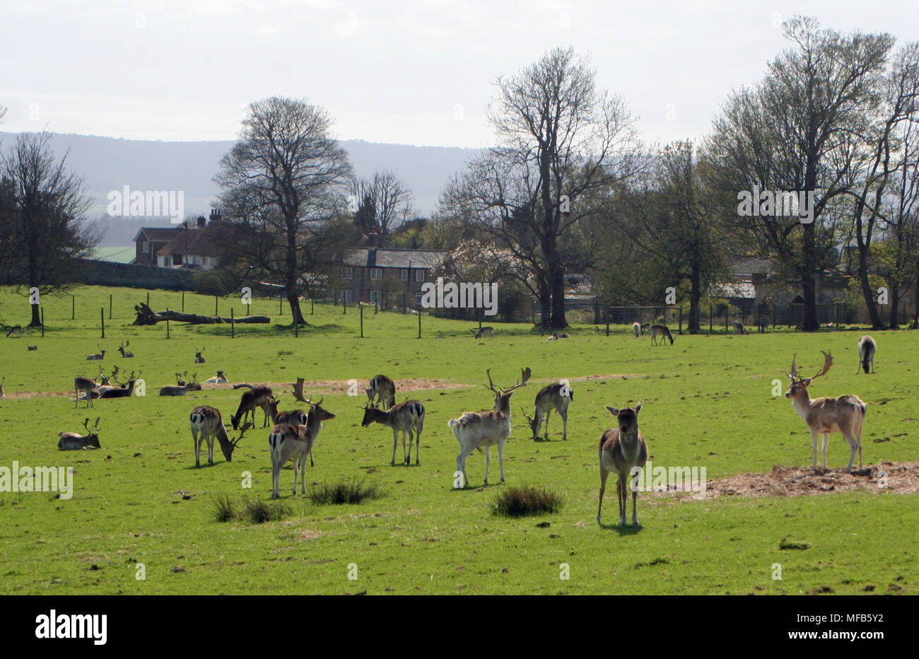 Petworth Park Foto Stock