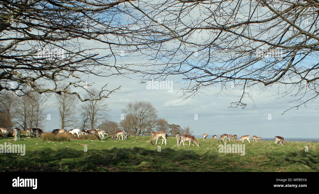 Petworth Park Foto Stock