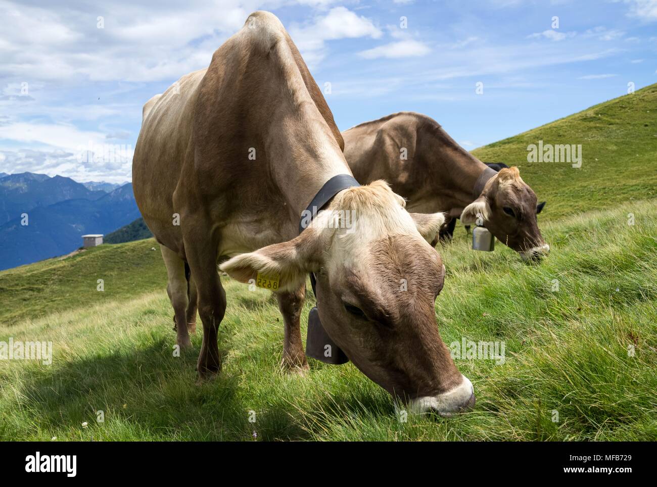 Due mucche al pascolo sulla montagna verde prato Foto Stock