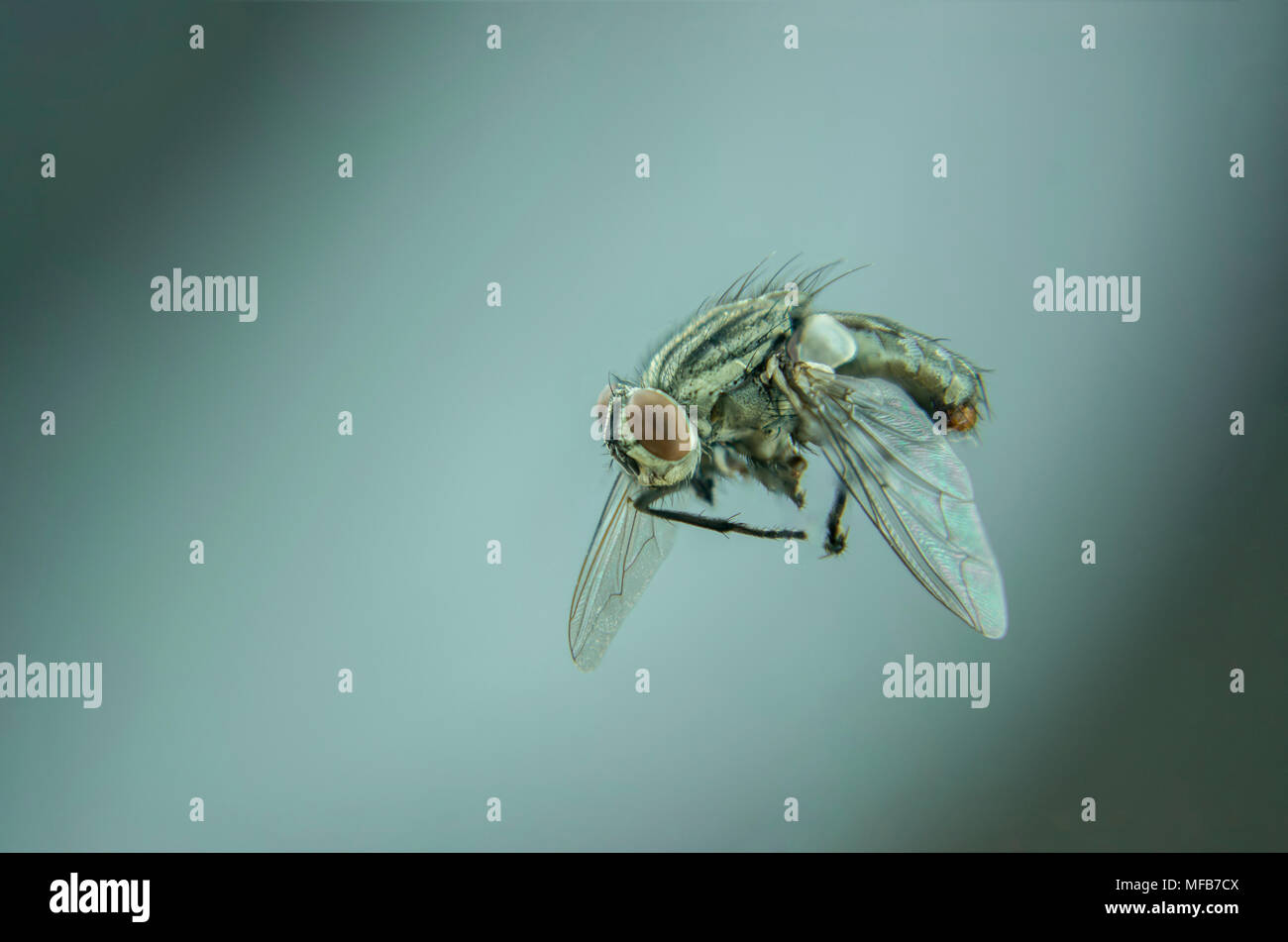 Singola nera fly battenti in home - insetto dettagliata Foto Stock