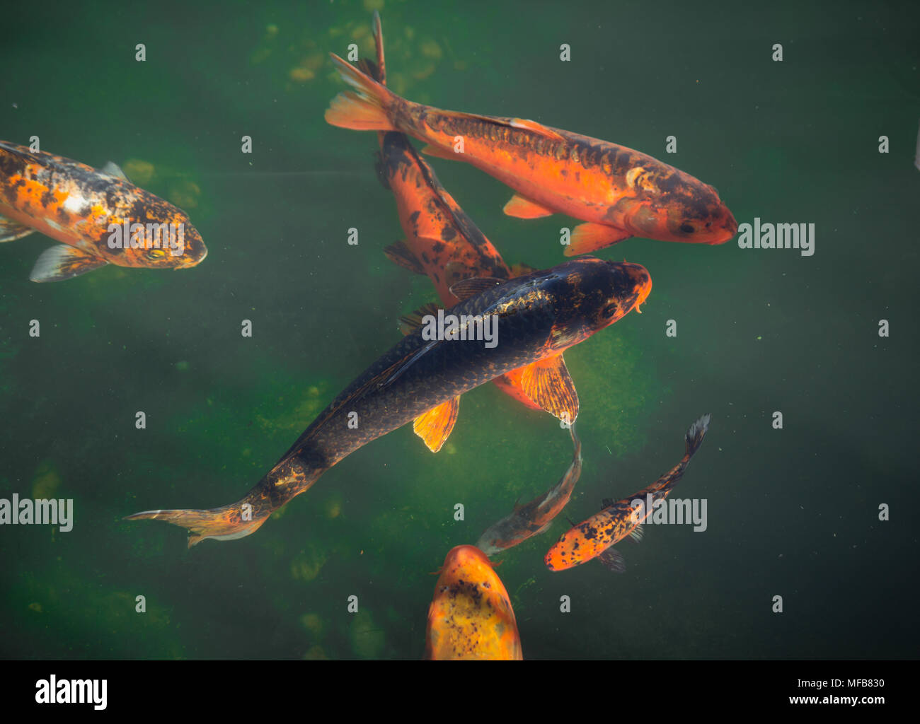 Uno spettacolare pesce Koi in stagno Foto Stock