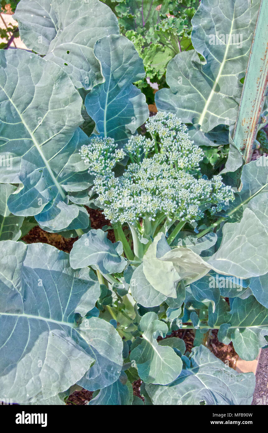 Il cavolo rapa organico è inthriving in un ben curato e vegetali orto di erbe aromatiche. Foto Stock