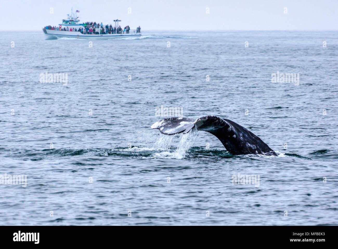 La coda di una balena grigia emerse dall'acqua come turisti guardato da una barca nell'Oceano Pacifico appena al largo della costa della California del Sud. Foto Stock