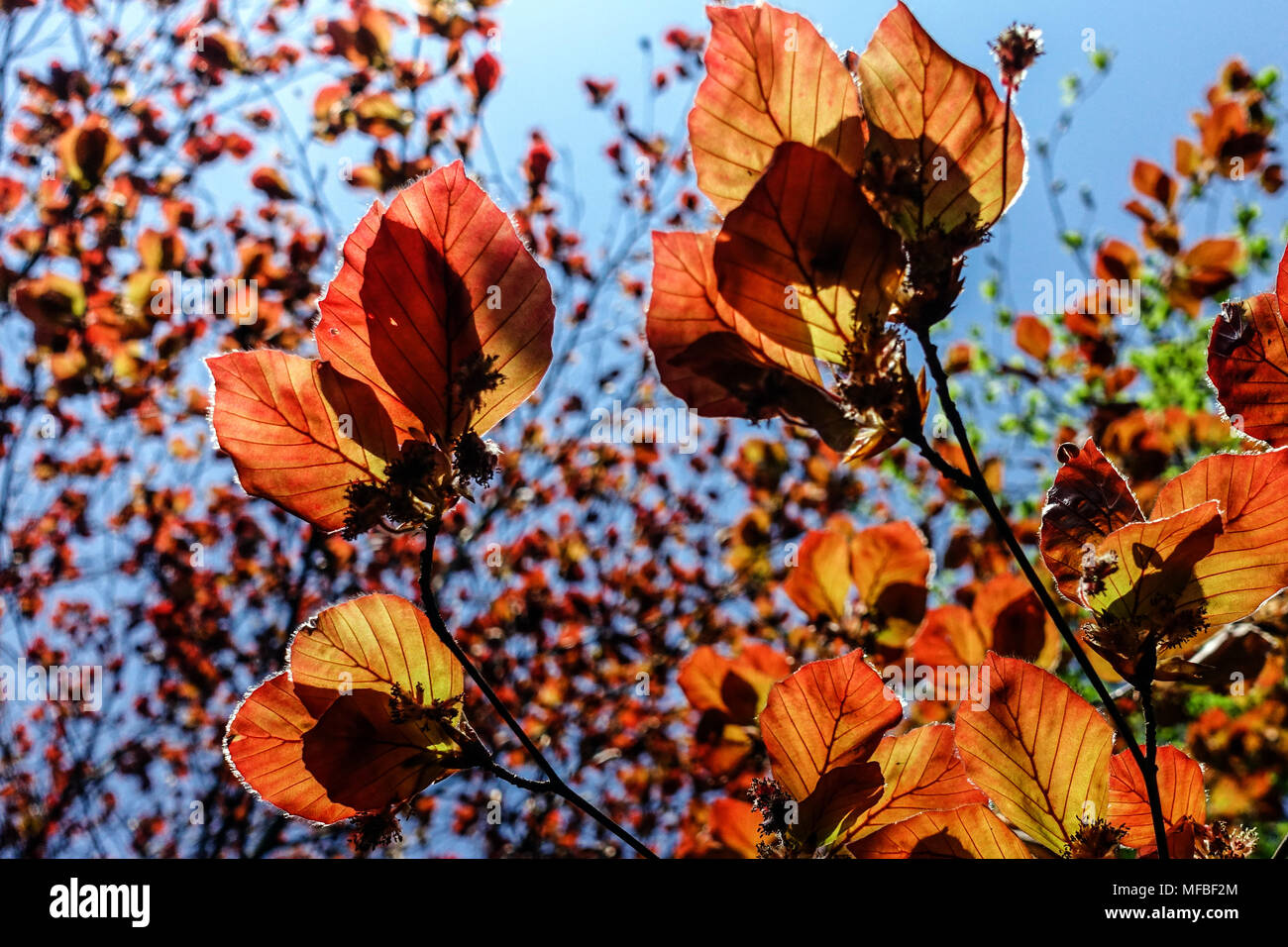 Fagus sylvatica Atropurpurea, foglie di faggio viola luce solare Foto Stock