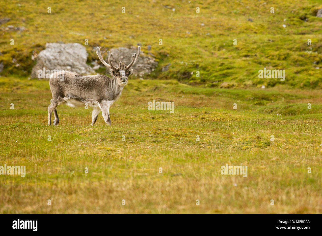 Renna delle Svalbard (Rangifer tarandus platyrhynchus) pelliccia estiva Foto Stock