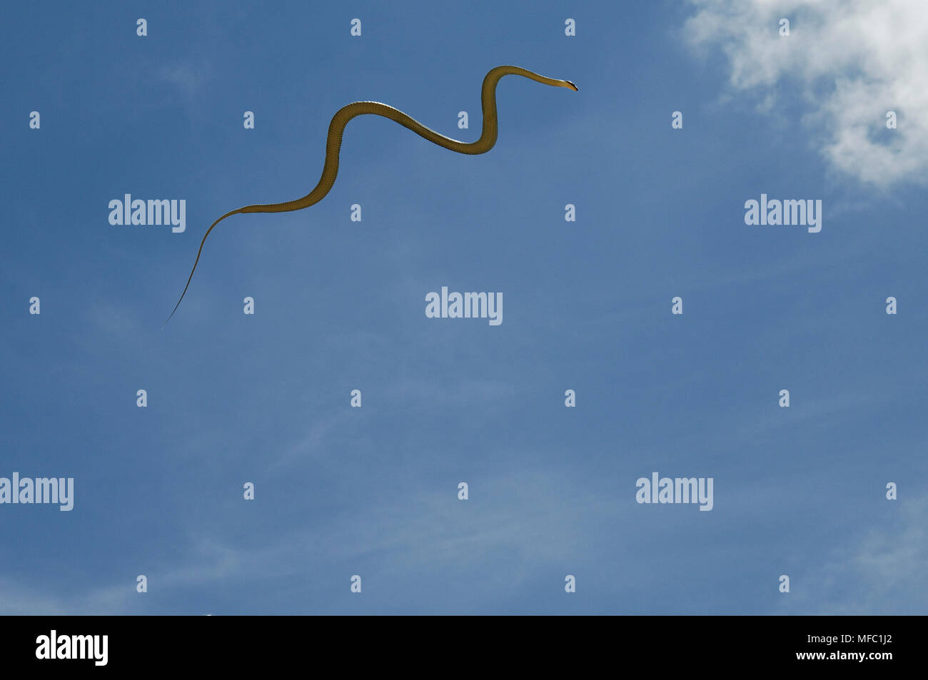 PARADISE FLYING SNAKE Chrysopelea paradisi Sabah, Borneo Malaysia Foto Stock