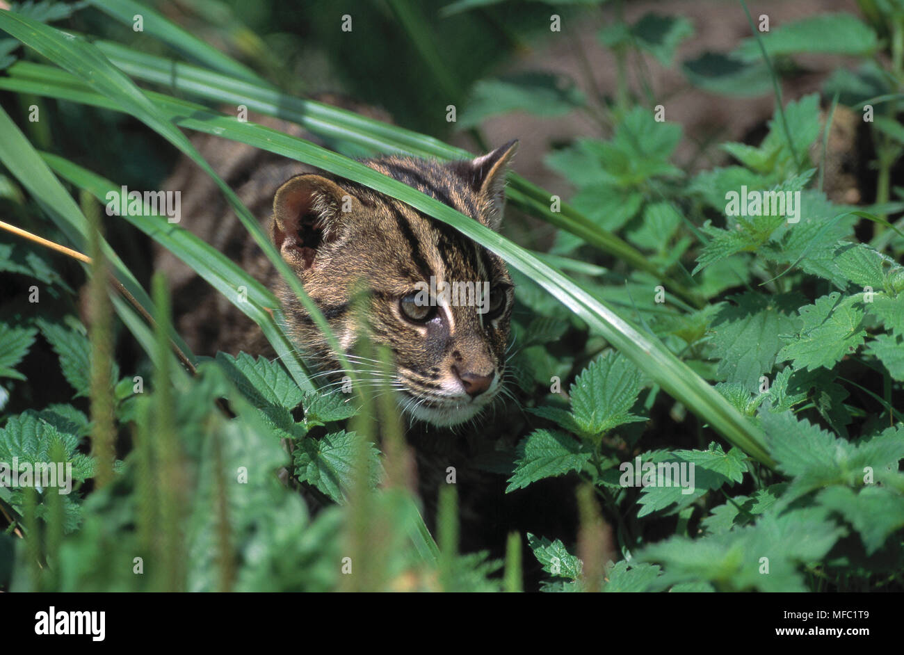 La pesca CAT Felis viverrina o prionailurus viverrina nativo di Asia del sud-est Foto Stock
