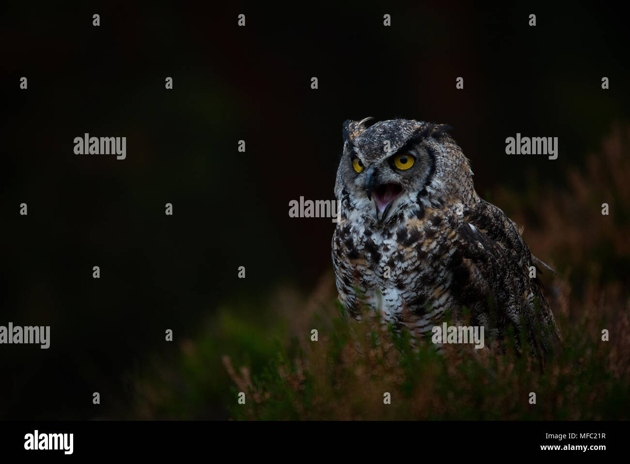 Grande gufo cornuto in una foresta / Owl con becco aperto / Owl chiamando / tiger owl Foto Stock