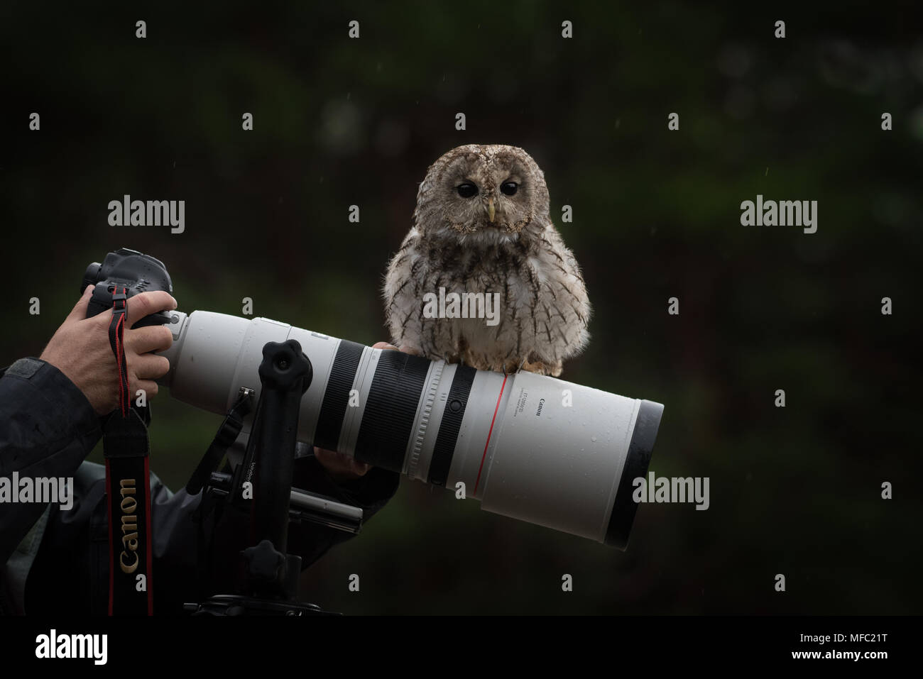Allocco ubicazione su una Canon lente / Funny wildlife photography / Commedia wildlife / canon teleobiettivo / Strix aluco / marrone owl Foto Stock