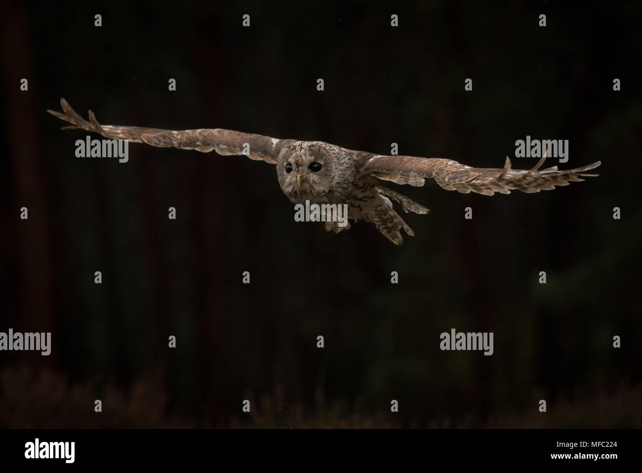 Allocco sul volo / Flying owl / marrone owl Foto Stock