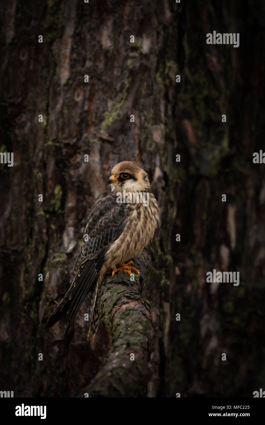 Rosso-footed falcon femmina in appoggio su un ramo / di corteccia di albero background / falconeria Foto Stock