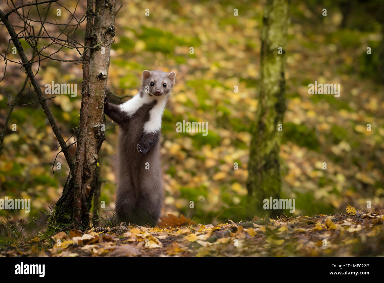 La faina guardando direttamente sulla fotocamera / simpatici animali / Martes foina / Marten in autunno Foto Stock