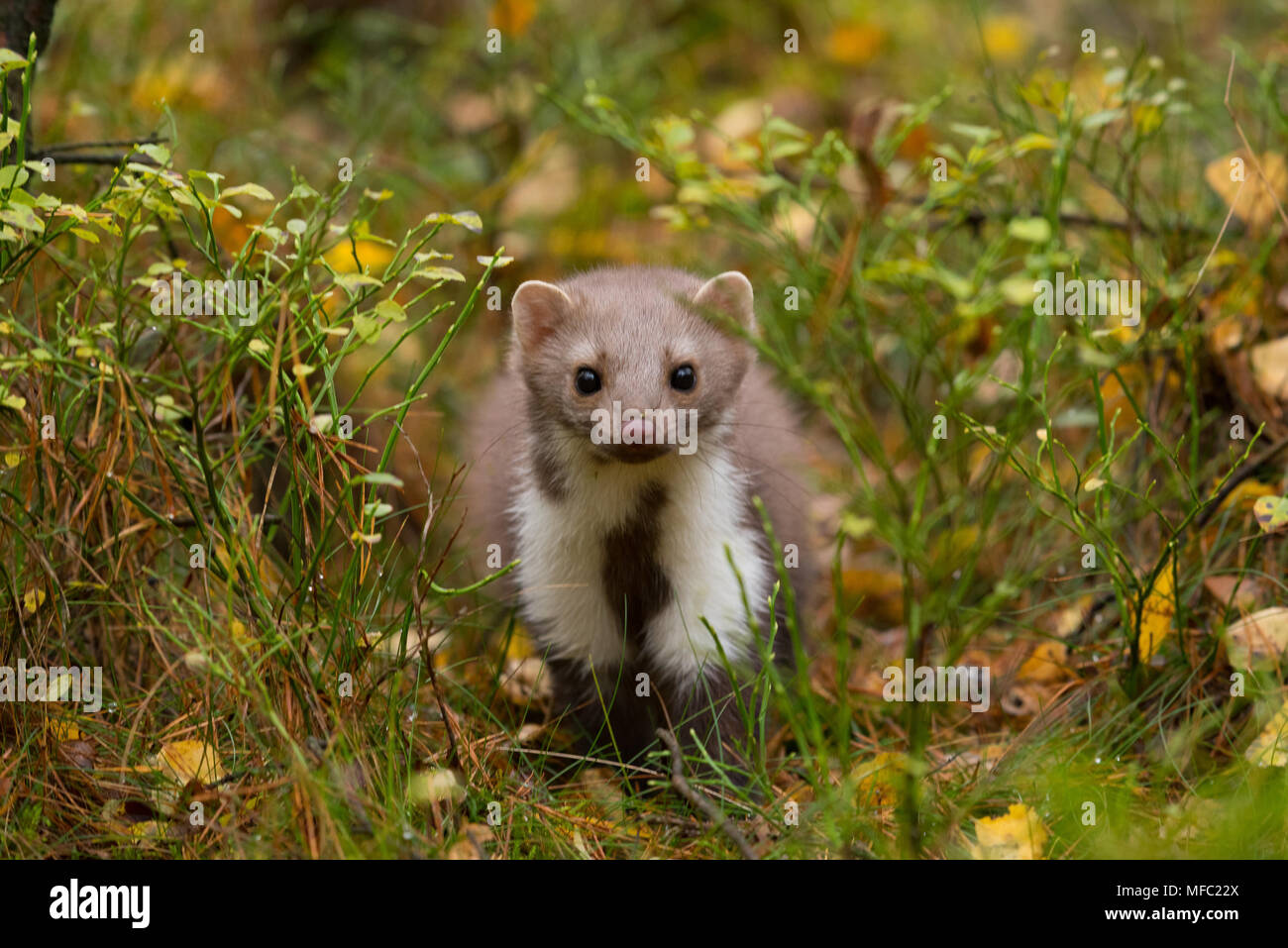 La faina guardando direttamente sulla fotocamera / simpatici animali / Martes foina / Marten in autunno Foto Stock