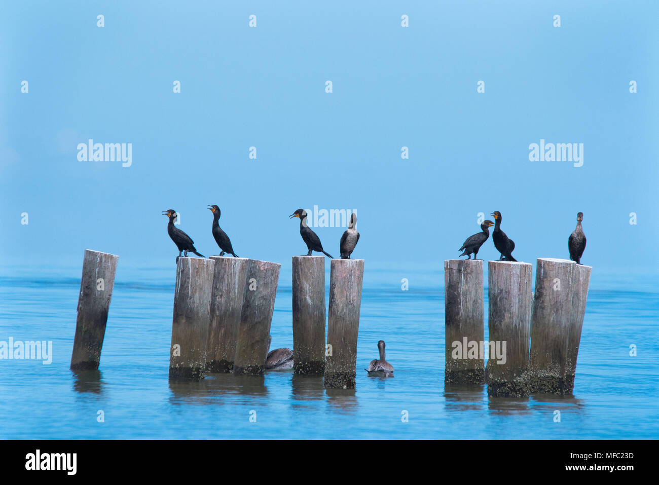 Cormorani ottenendo un Ocean Breeze / Florida shore uccelli / morbido blu del mare e del cielo / doppio di cormorani crestato Foto Stock