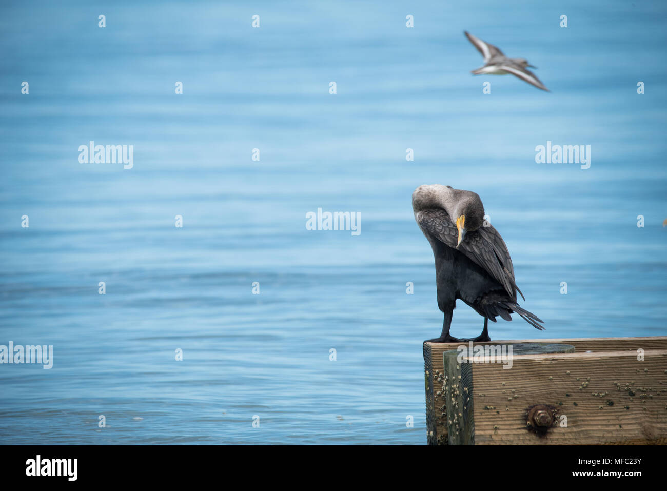 Cormorani ottenendo un Ocean Breeze / Florida shore uccelli / morbido blu del mare e del cielo / doppio di cormorani crestato Foto Stock