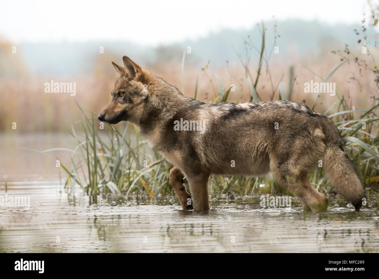 Lupo in piedi in acqua. Lupo nel fiume / Canis lupus lupu / eurasian wolf / scandinavian wildlife Foto Stock