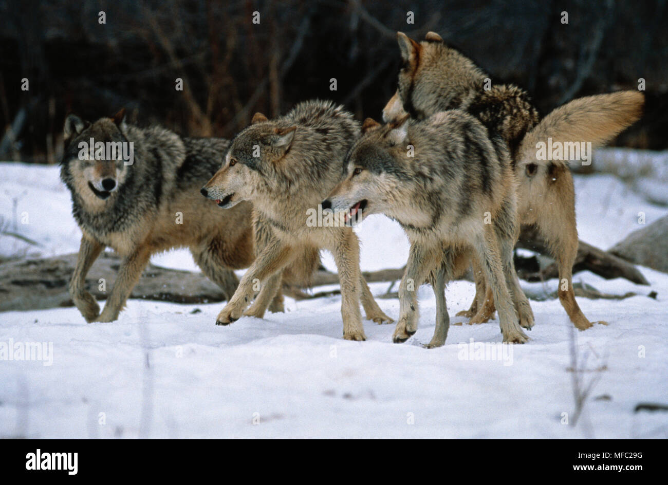 N.AMERICAN grigio o TIMBER WOLF Canis lupus pack che mostra la presentazione al maschio alfa Crazy montagne, Montana, NW USA Foto Stock