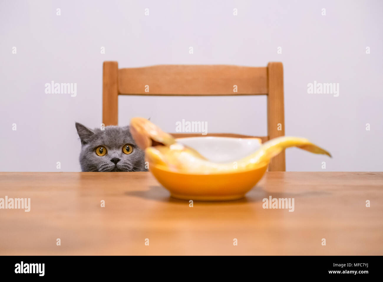 Il British capelli corti e di gatto e il pesce sulla tavola Foto Stock