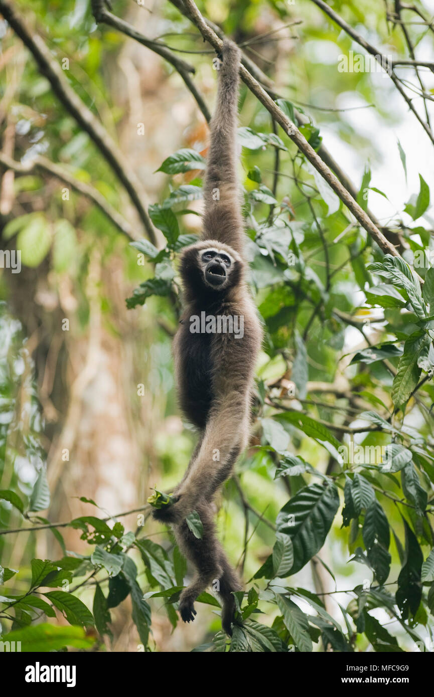 Western Hoolock Gibbon (Hoolock hoolock) femmina, Gibbone Wildlife Sanctuary, Assam, in India, in via di estinzione Foto Stock