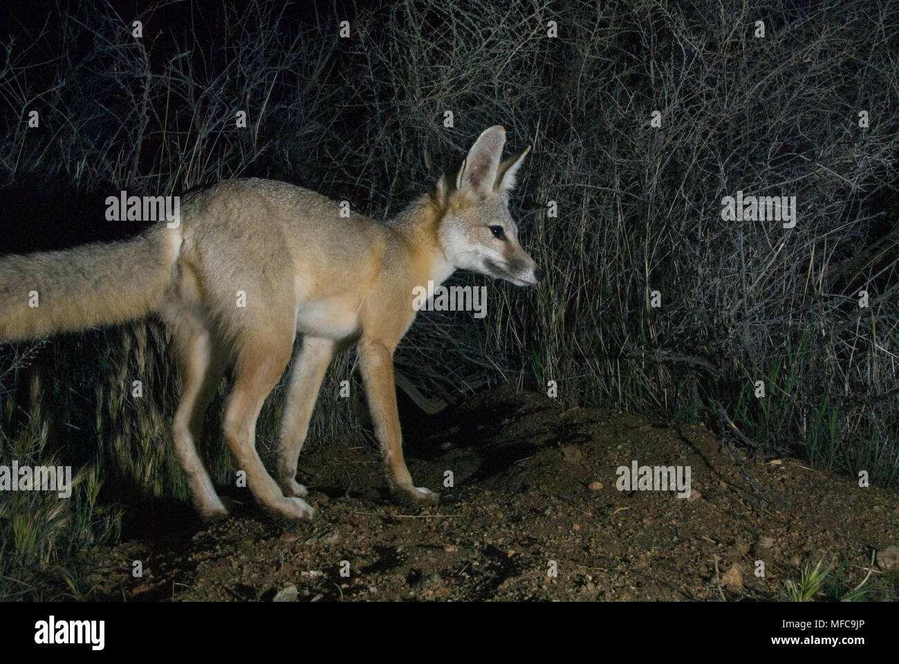 San Joaquin Kit Fox (Vulpes vulpes macrotis mutica) Selvatica, Carrizo Plain monumento nazionale, California in via di estinzione Foto Stock