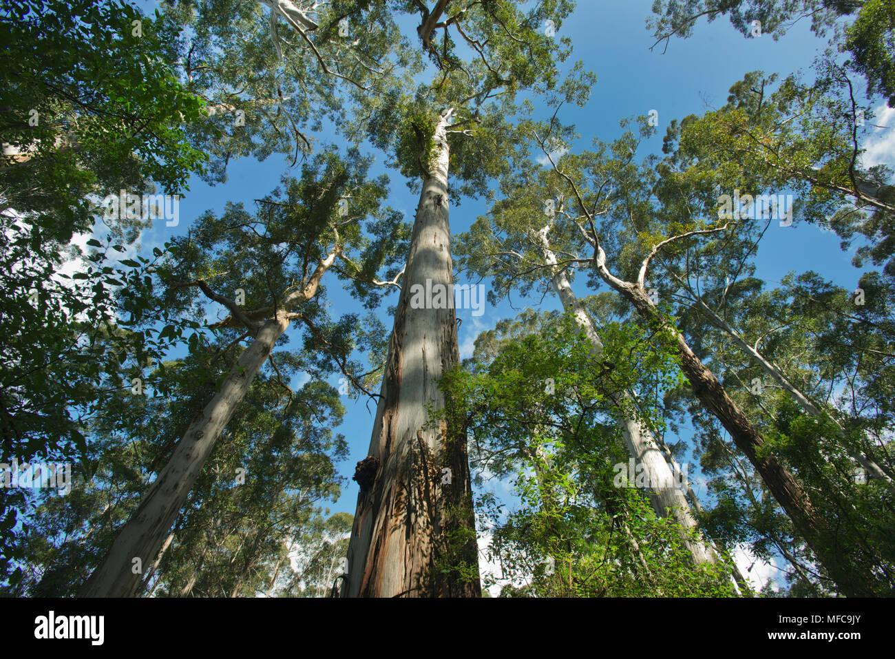 Karri Gigante alberi (Eucalyptus diversicolor) Grande albero Grove, fino a  90 metri di altezza, vicino Northcliffe, Australia occidentale Foto stock -  Alamy
