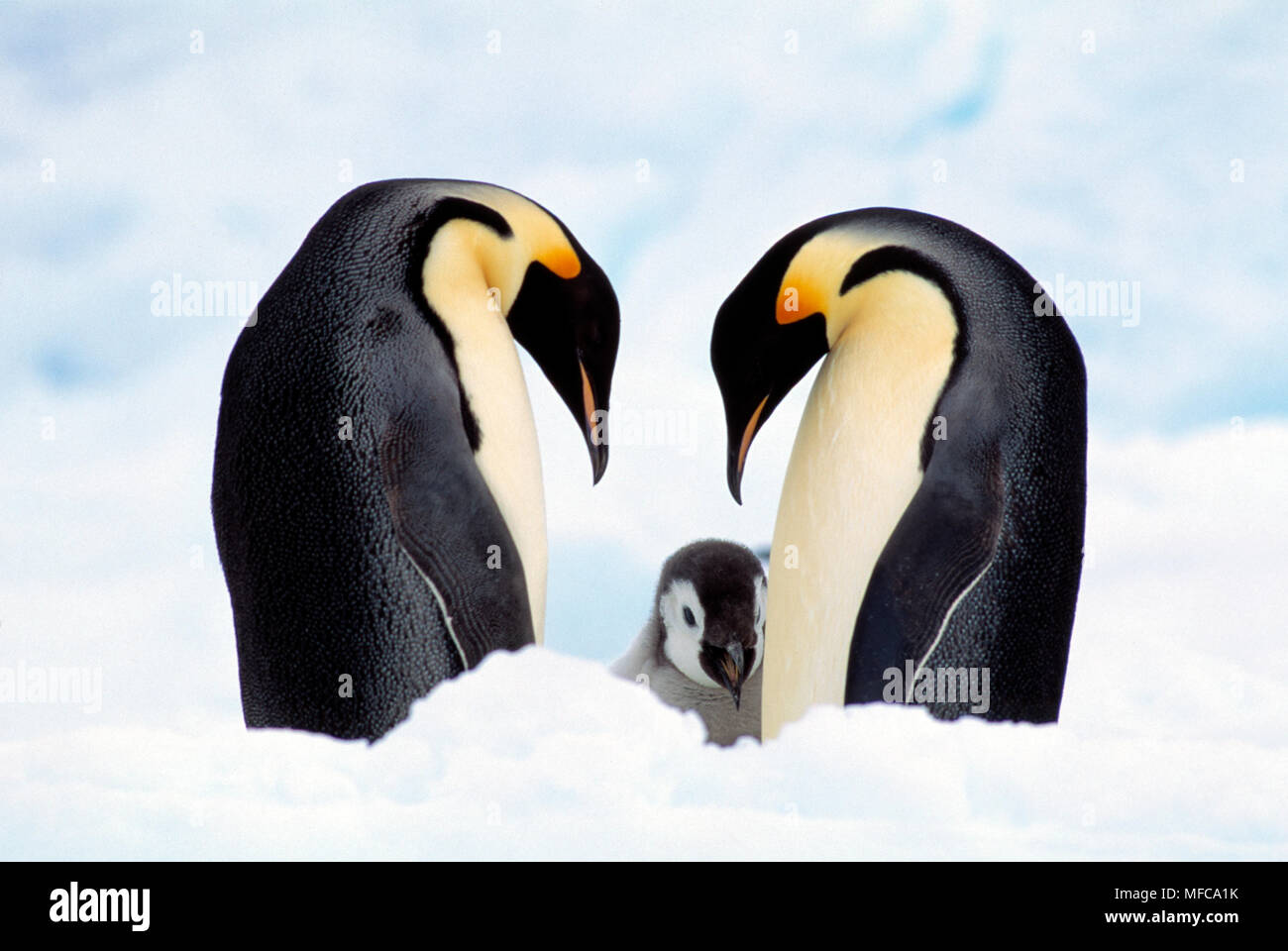 Pinguini imperatore Aptenodytes forsteri con giovani, Antartide Foto Stock