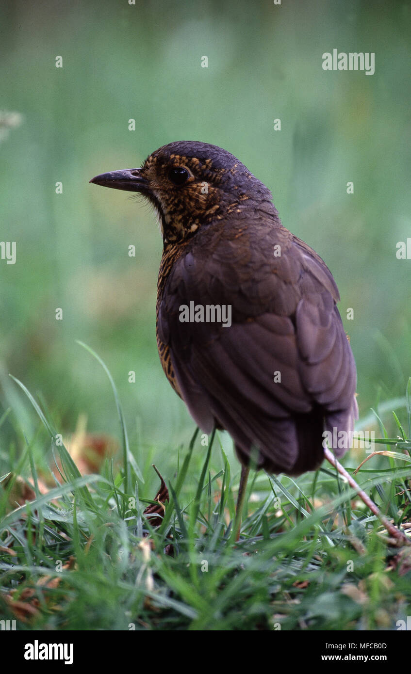 Ondulato Grallaria ANTPITTA squamigera sull'erba Pasochoa Riserva, Highlands, Ecuador, Sud America Foto Stock