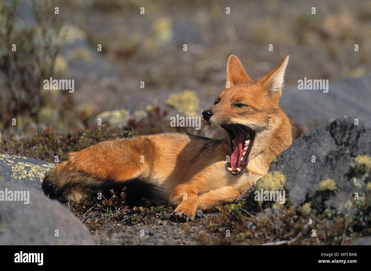 FOX ANDINA Dusicyon culpaeus giacente a sbadigliare Parco Nazionale Cotopaxi, Ande, Ecuador Foto Stock
