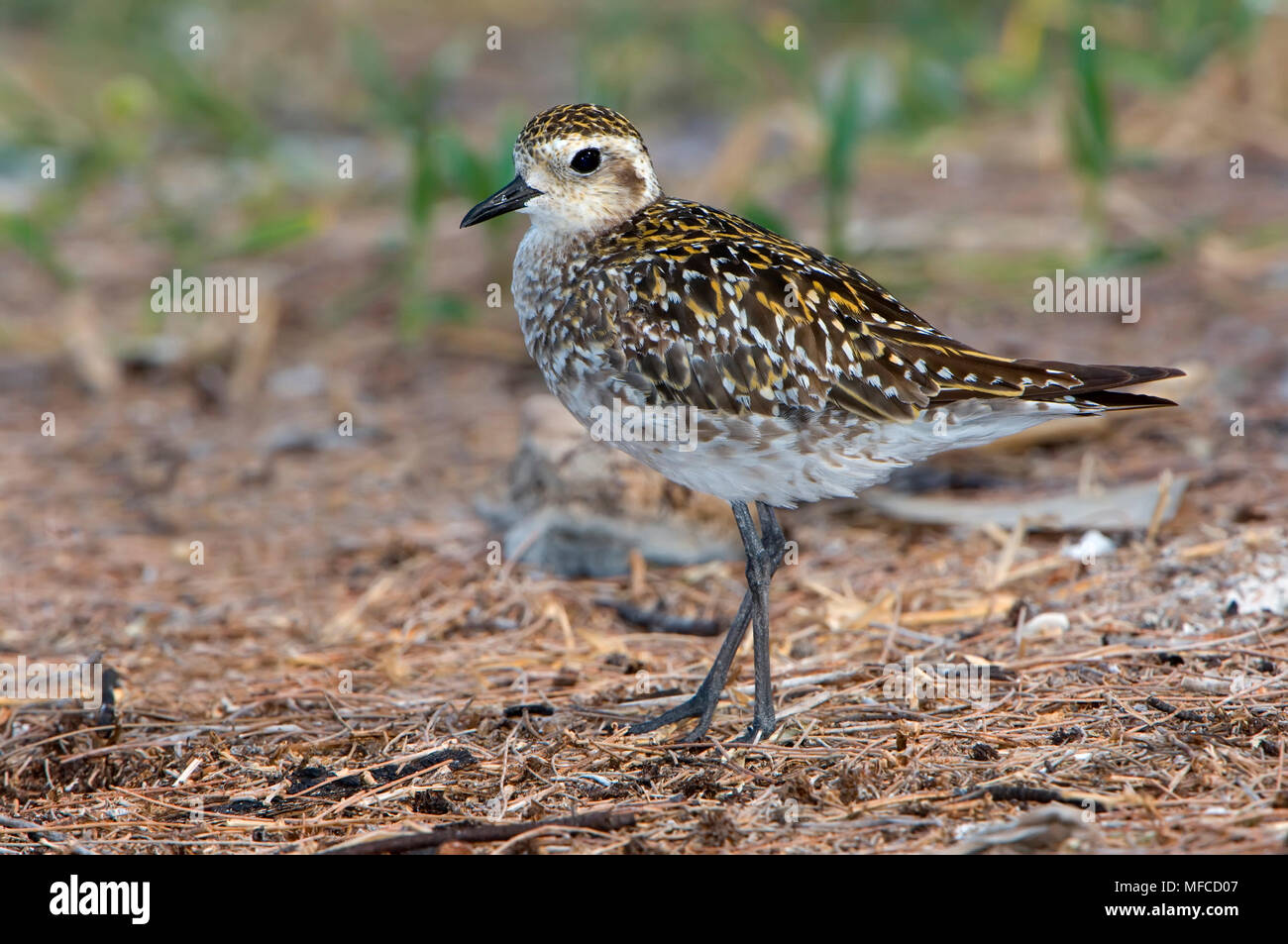 GOLDEN PLOVER Pluvialis dominica; Australia Foto Stock